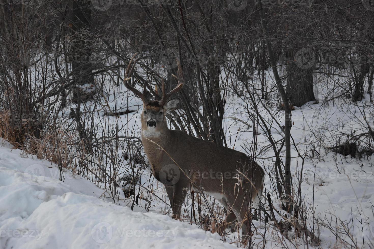 cervo solitario in inverno foto