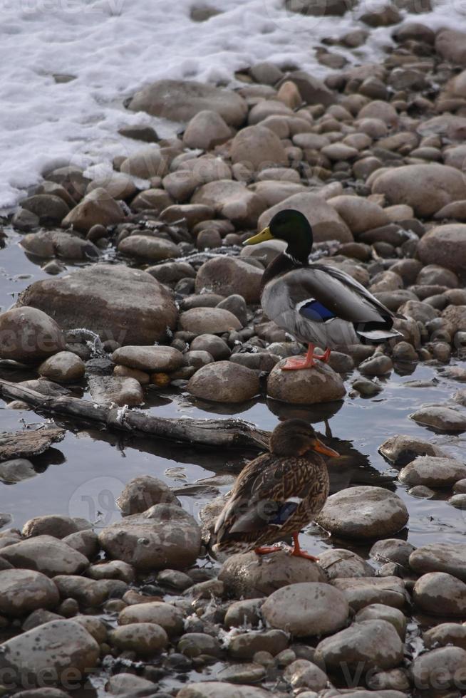 Germano reale sulle rocce e in acqua foto