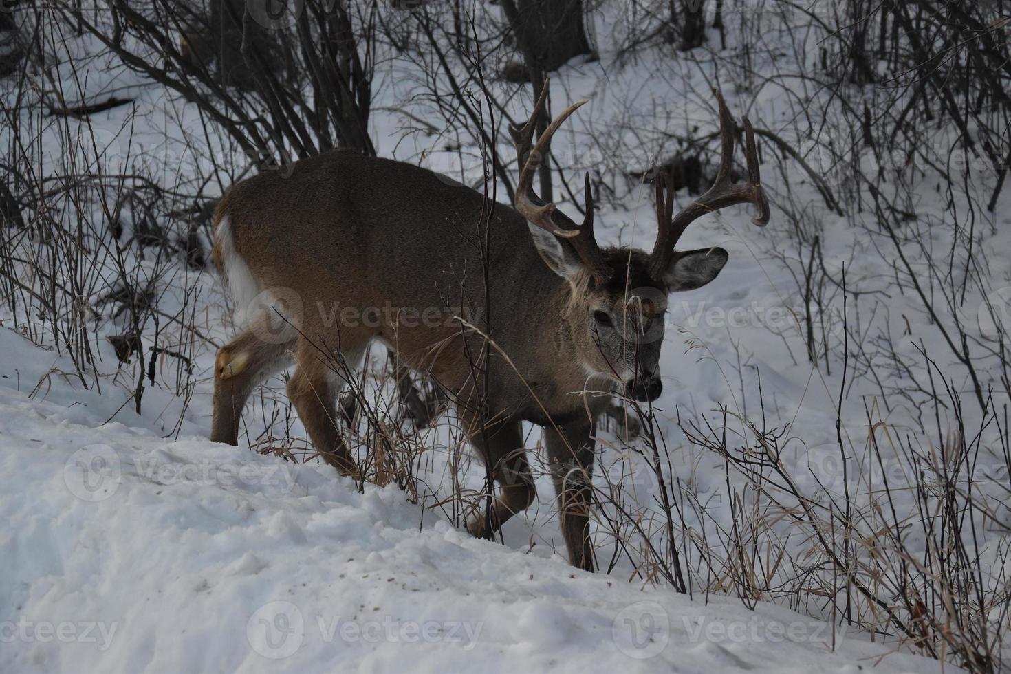 cervo solitario in inverno foto