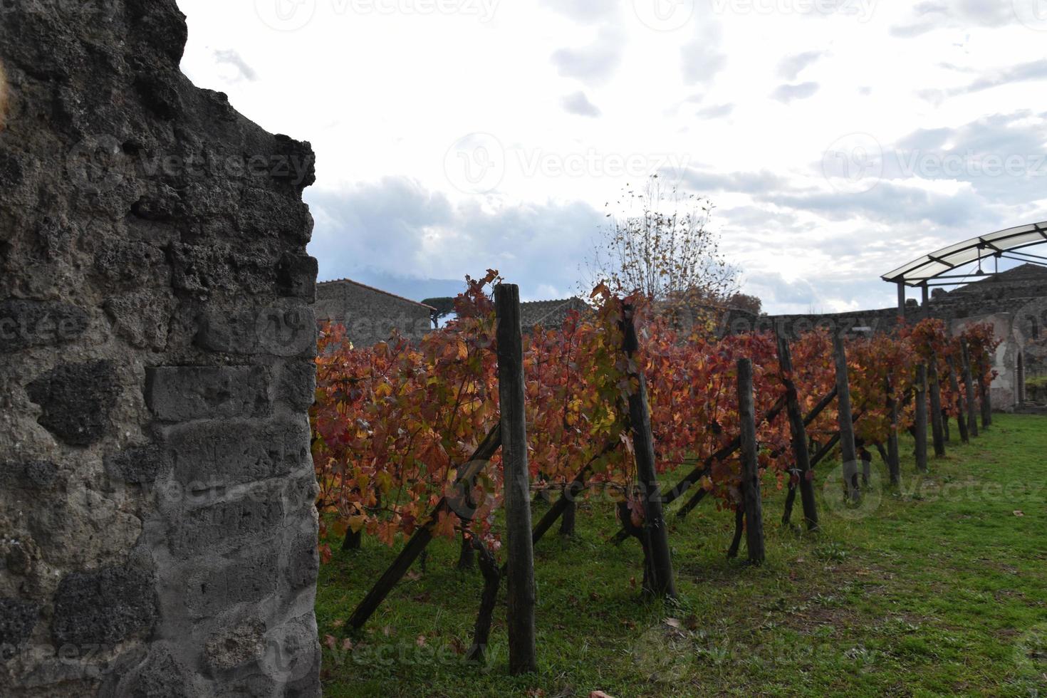 vigneti in cascate foto