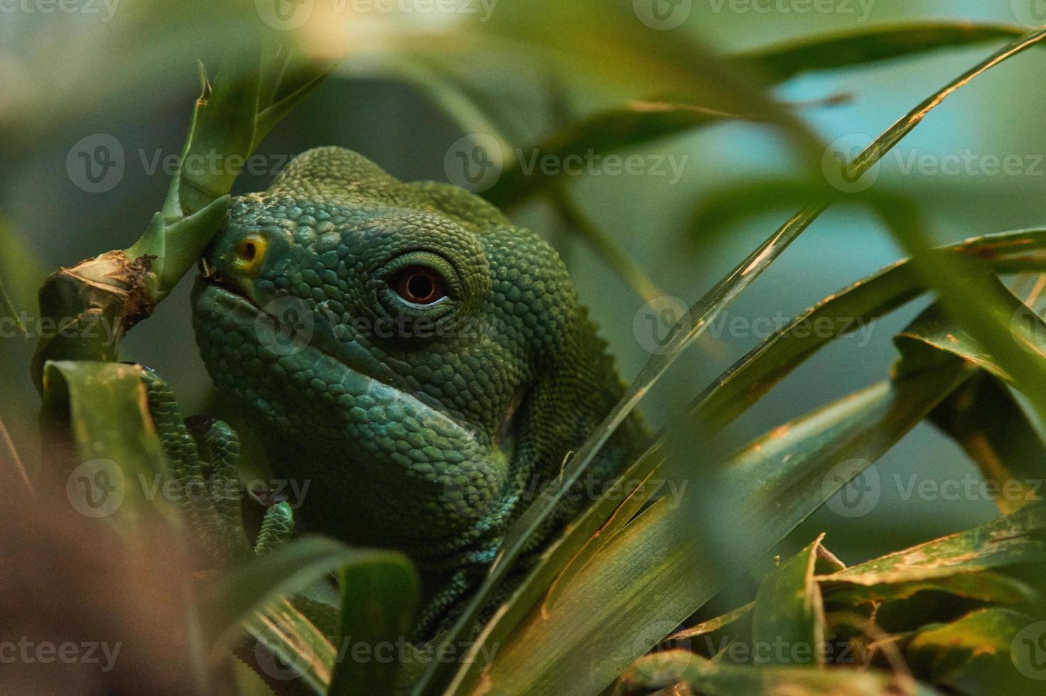 l'iguana guarda attraverso l'erba foto