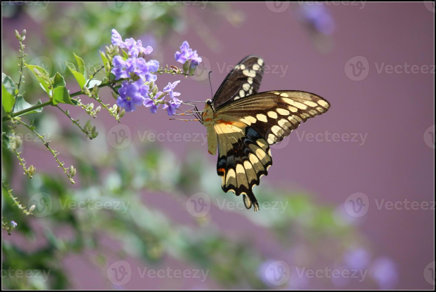 farfalla foto