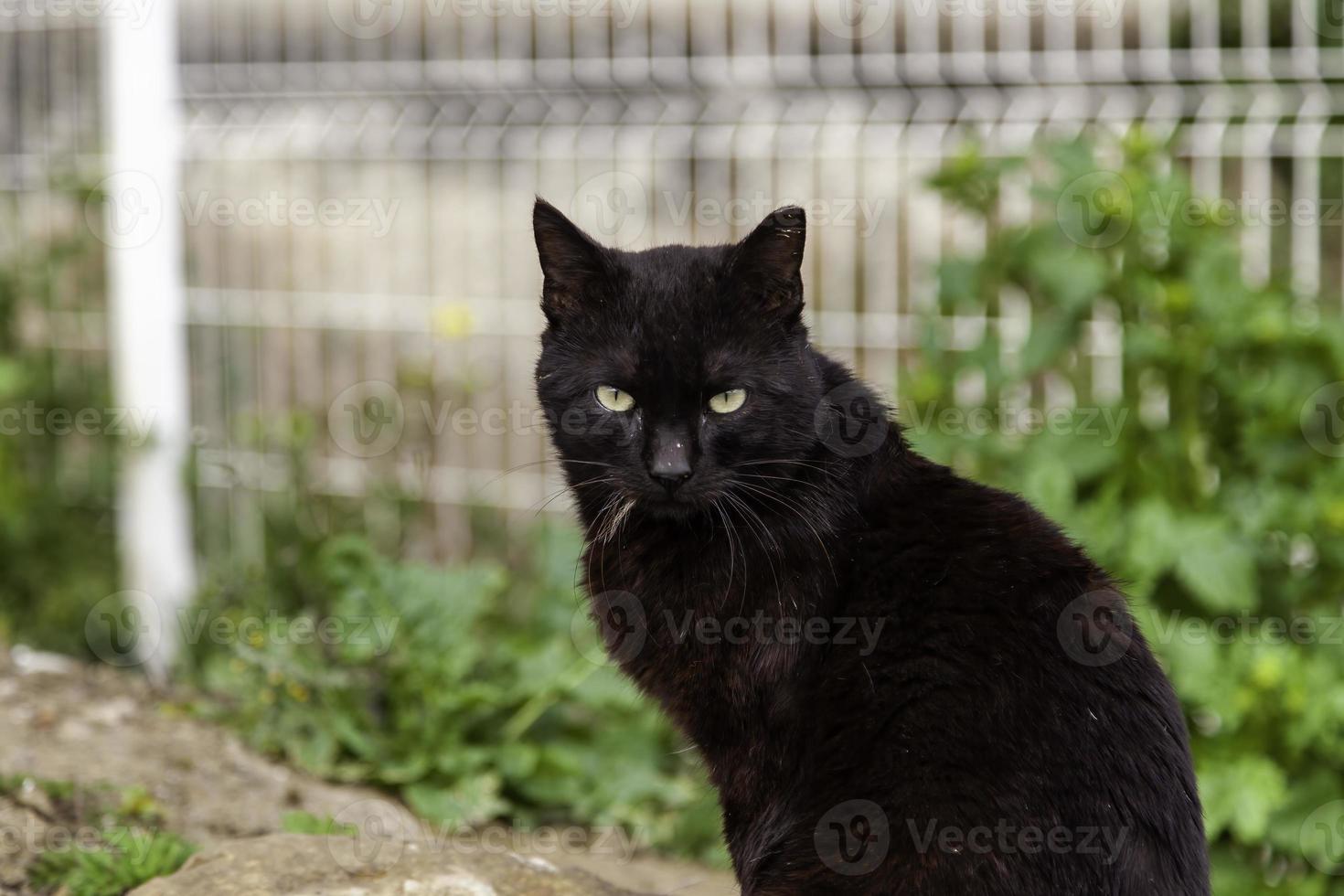 gatto nero randagio foto