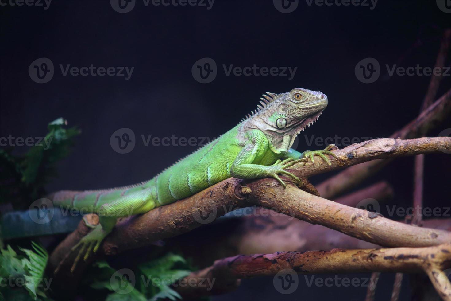 iguana sul ramo foto