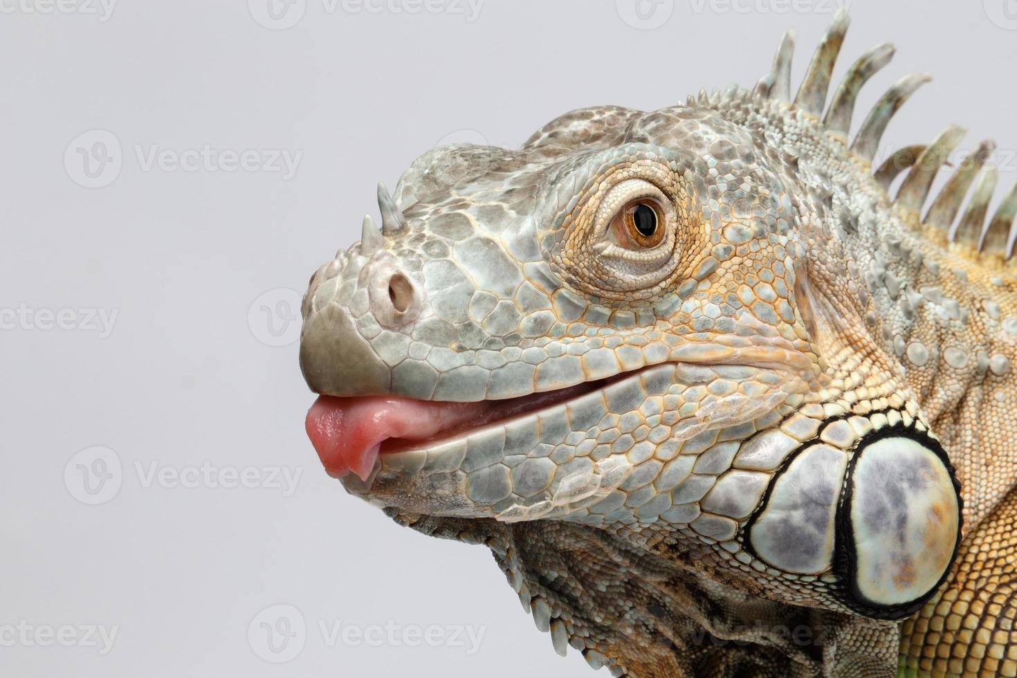 iguana verde del primo piano che mostra lingua su bianco foto
