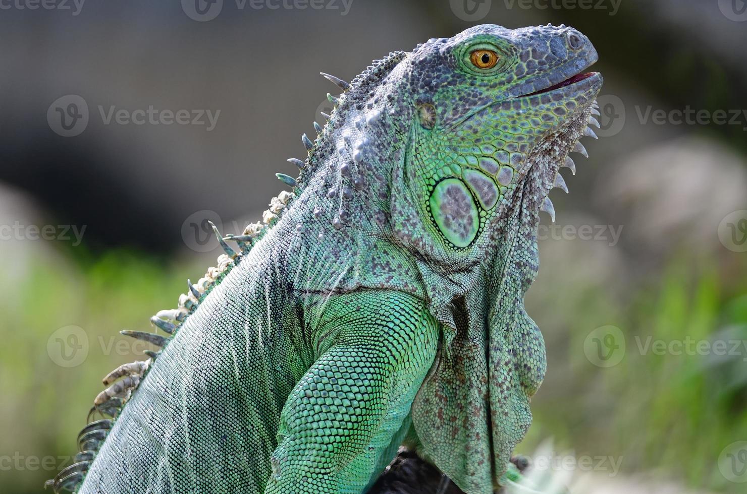 iguana verde femmina foto