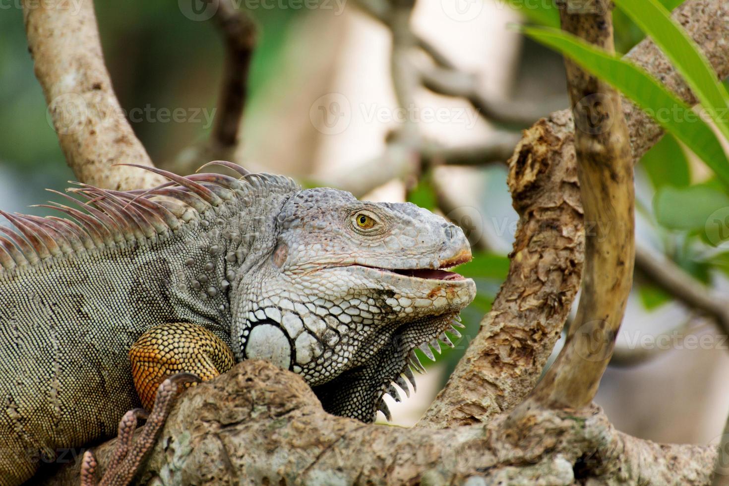 lucertola iguana arrampicata su un albero in natura foto