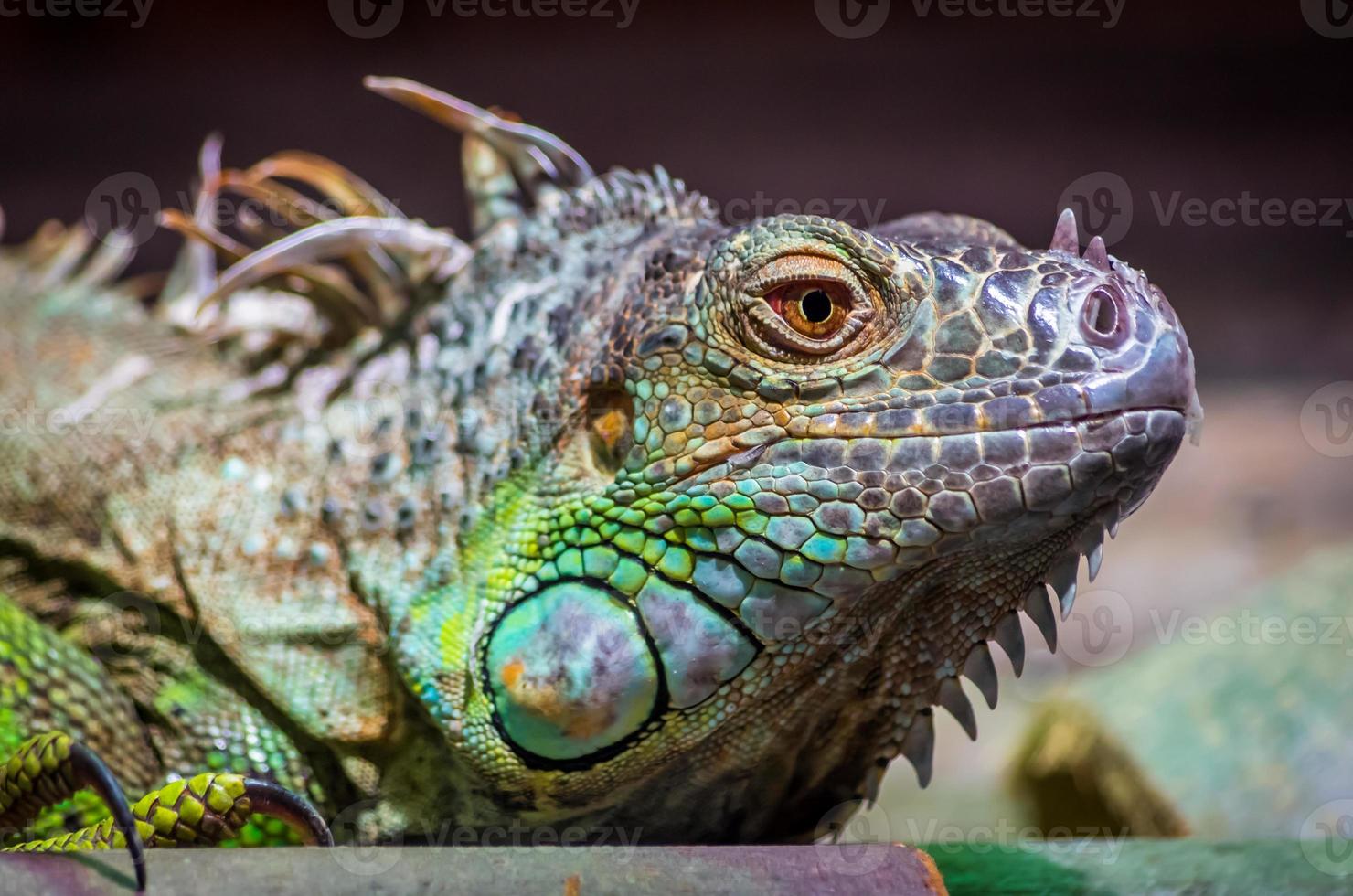 primo piano di un maschio iguana verde (iguana iguana). foto