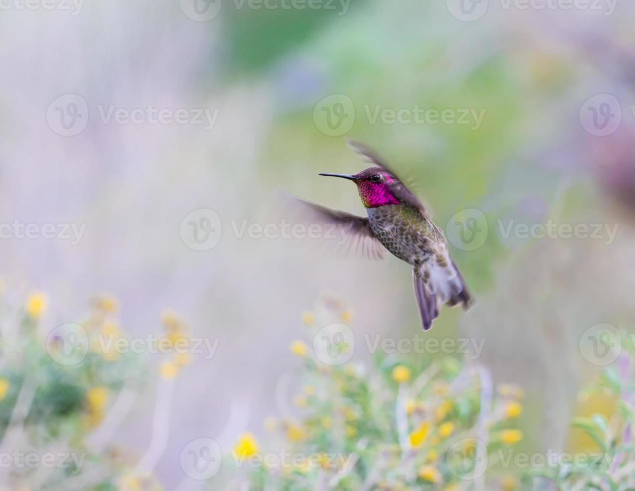il colibrì di anna maschio foto