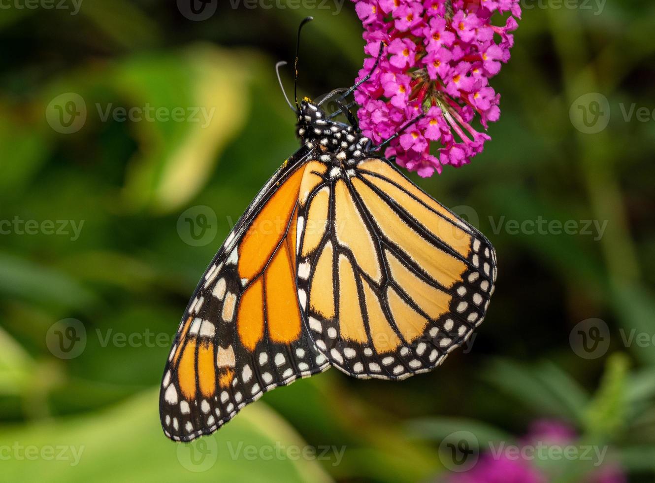 bella farfalla monarca che si nutre in giardino foto