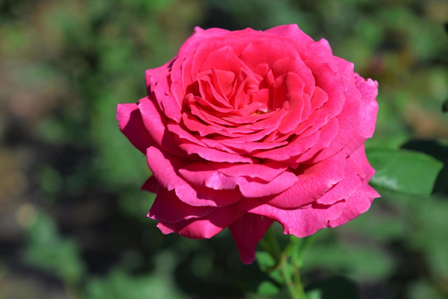 belle, scarlatte e rosse, grandi rose in fiore in un'aiuola foto