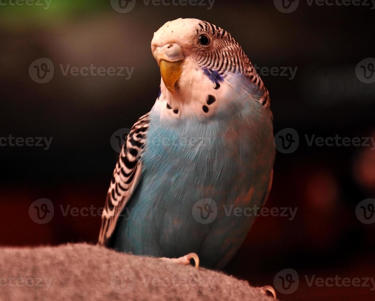 pappagallo foto