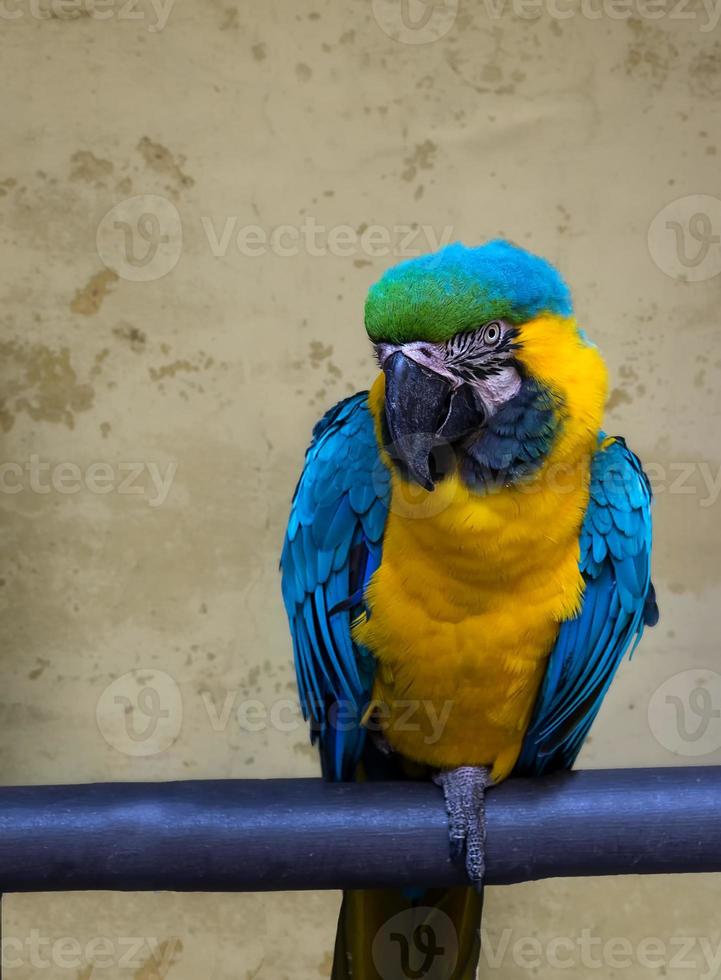 pappagallo. foto