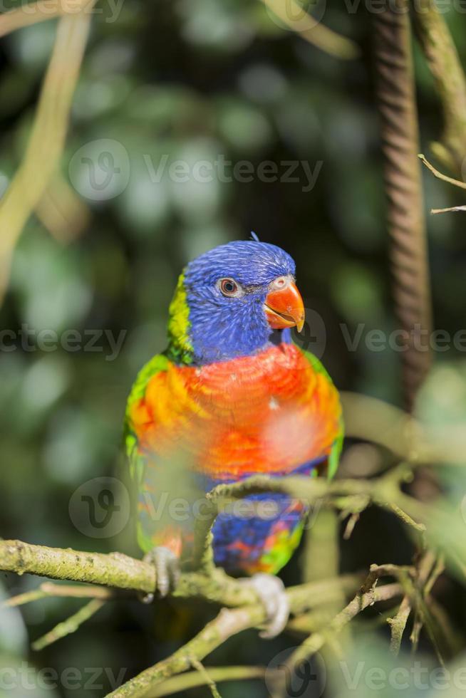 pappagallo arcobaleno, trichoglossus haematodus foto