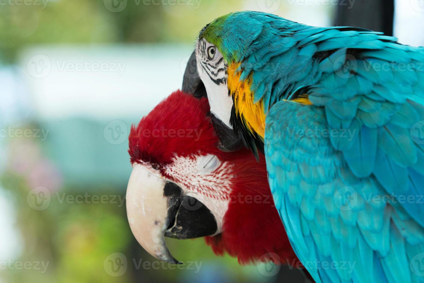 pappagalli foto