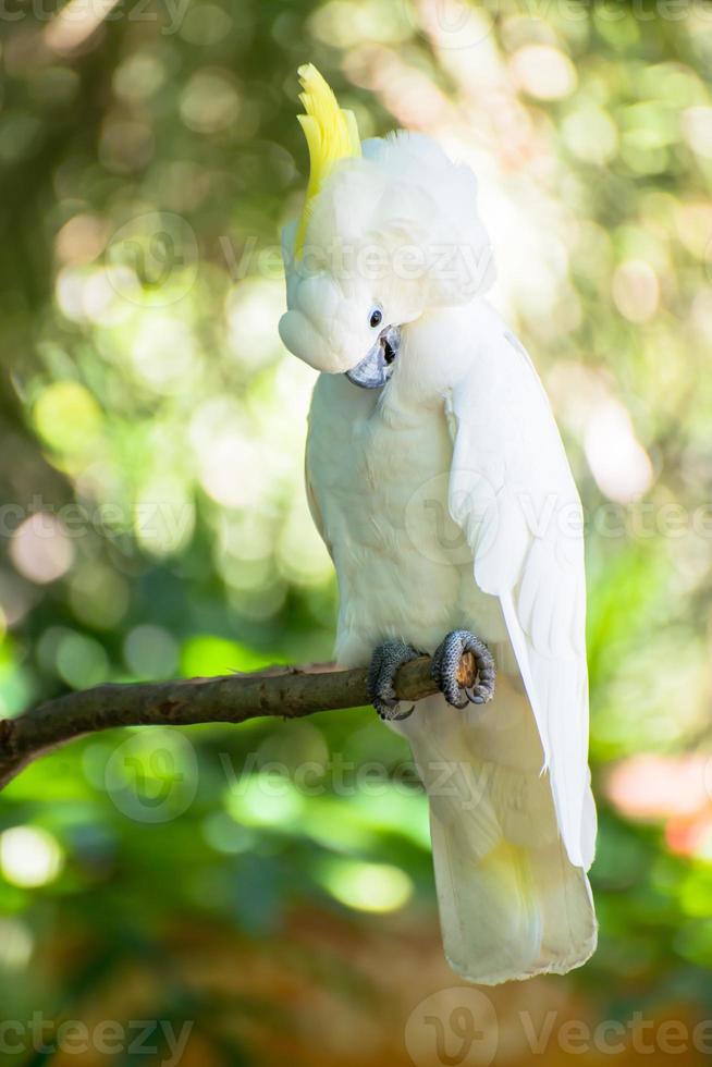 pappagallo bianco foto