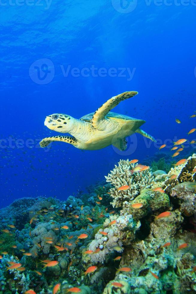 tartaruga embricata e barriera corallina foto