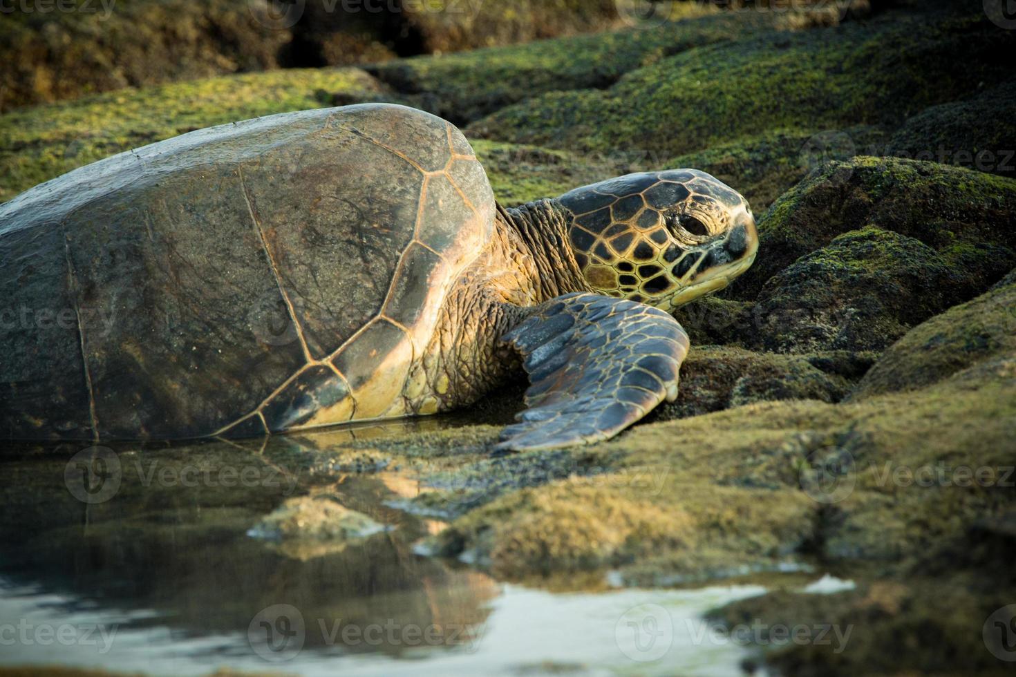 tartaruga posa su rocce in una pozza di marea foto