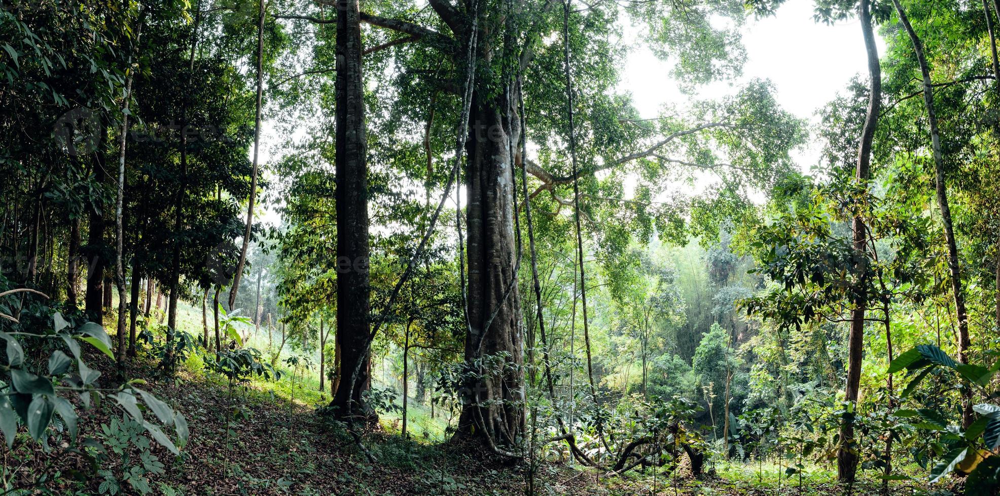 alberi verdi nella foresta estiva foto