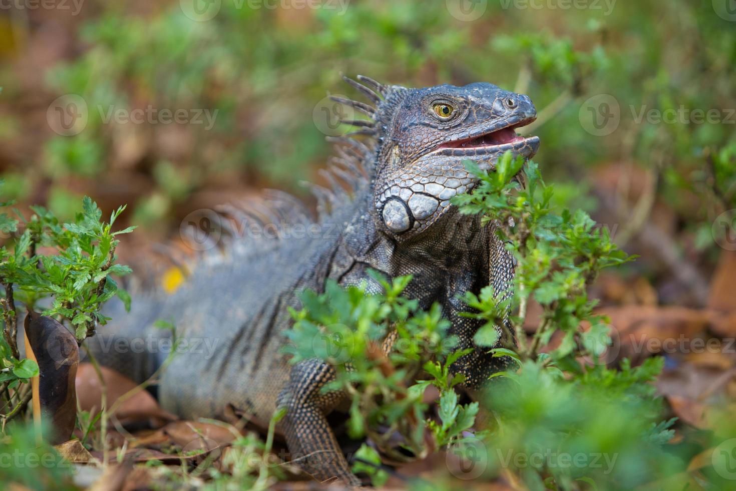 Iguana, Colombia foto