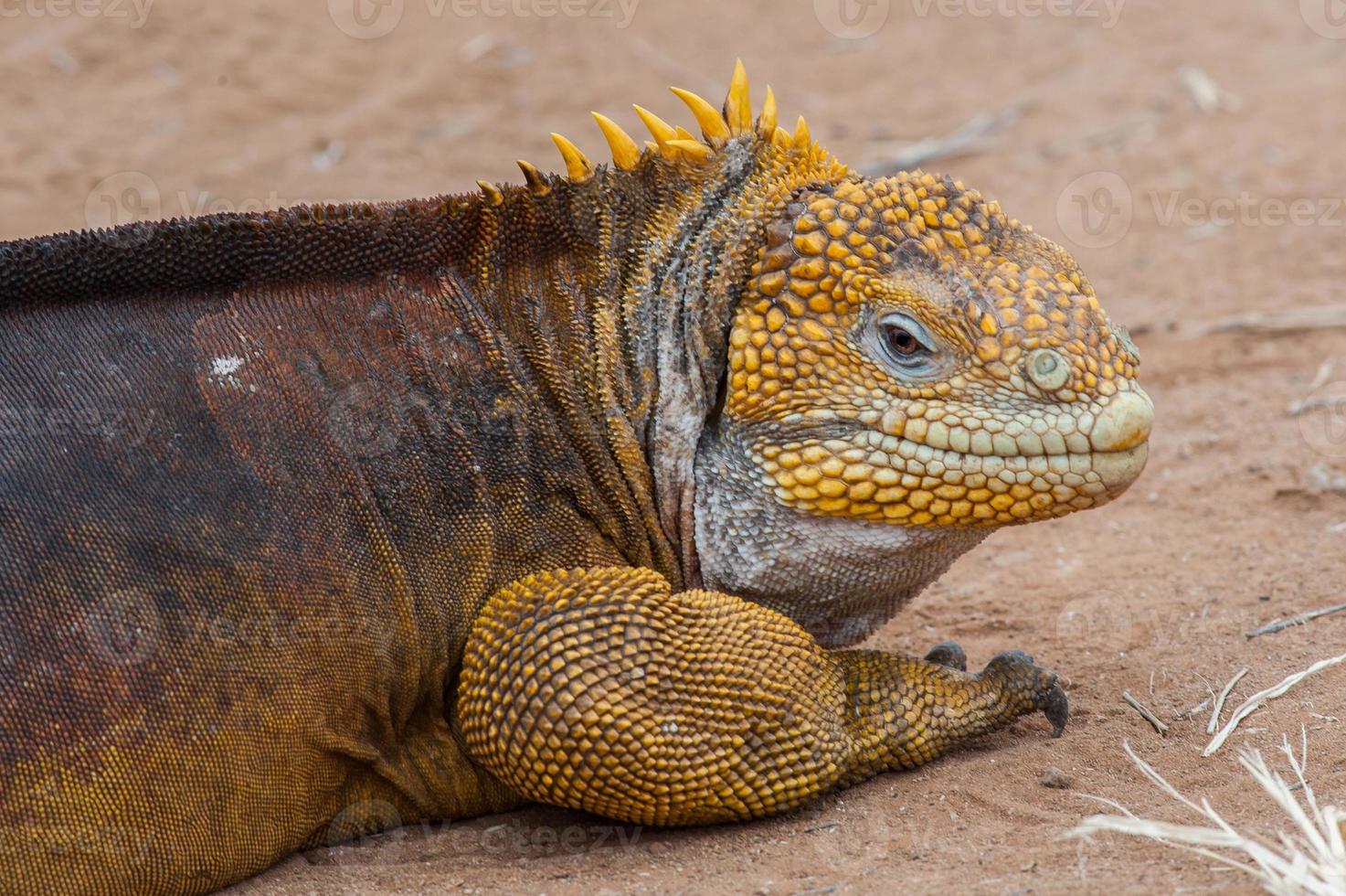 iguana delle Galapagos foto
