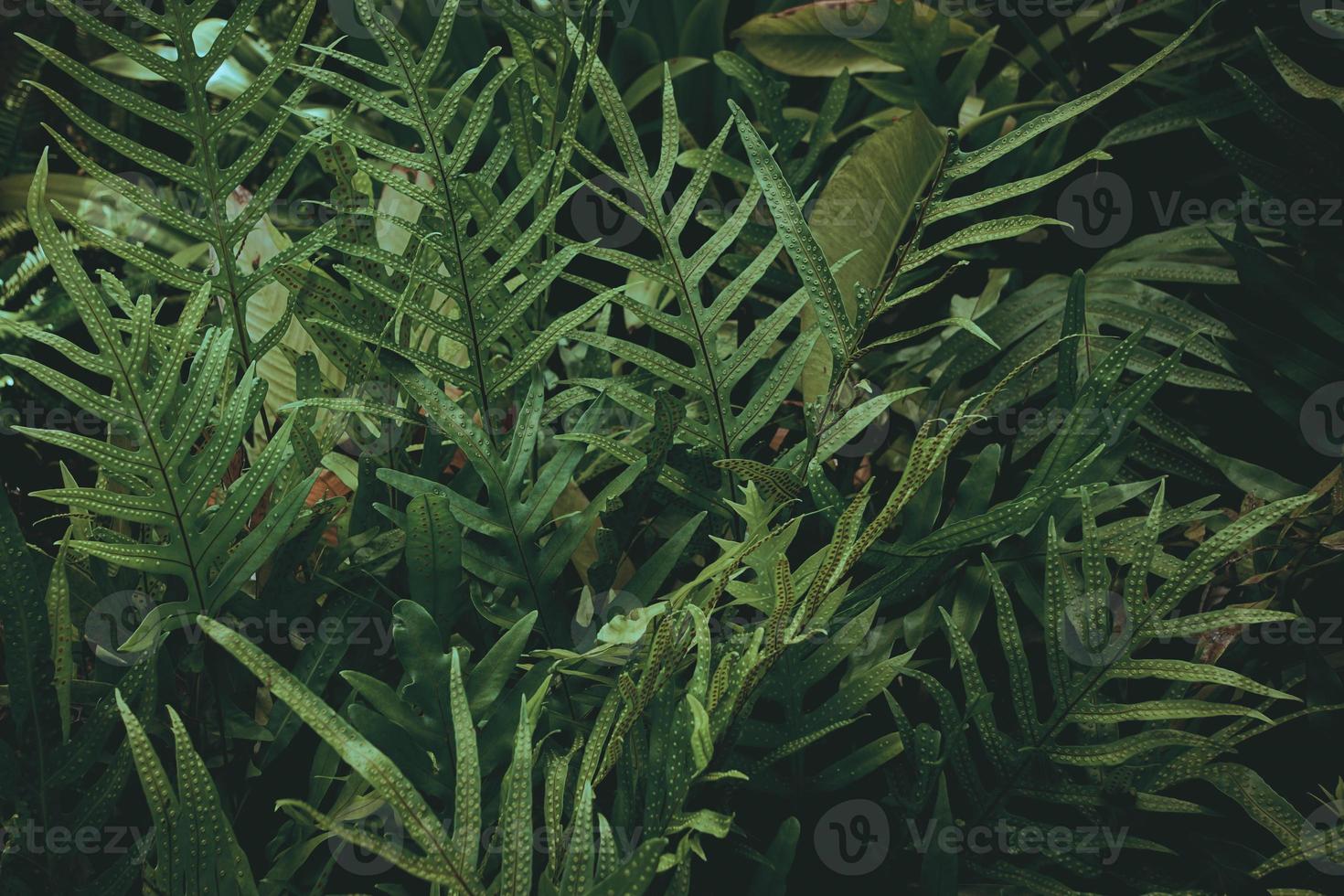 sfondo foglia verde tropicale, tema tono scuro. foto