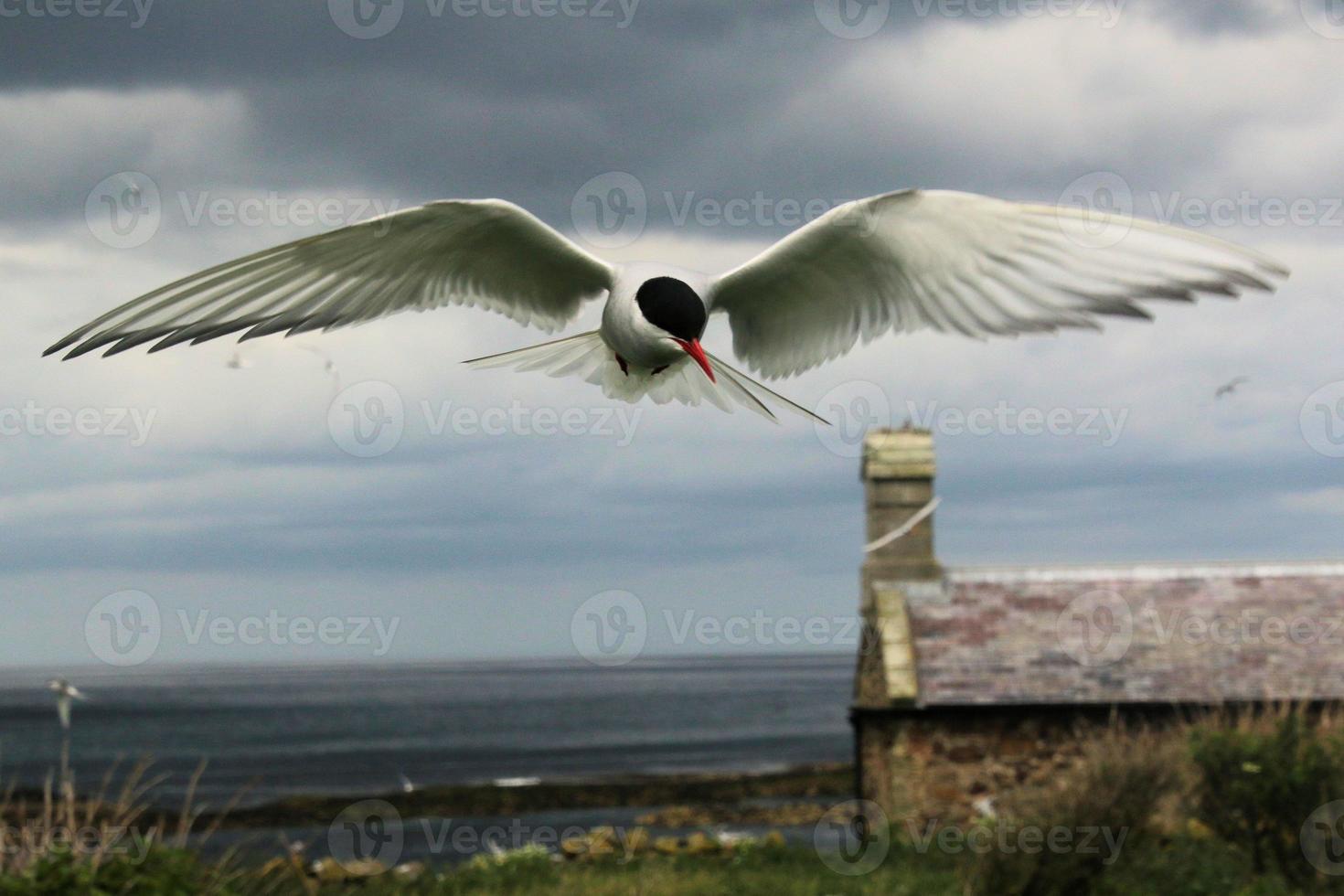 un primo piano di una sterna artica sulle isole farne foto