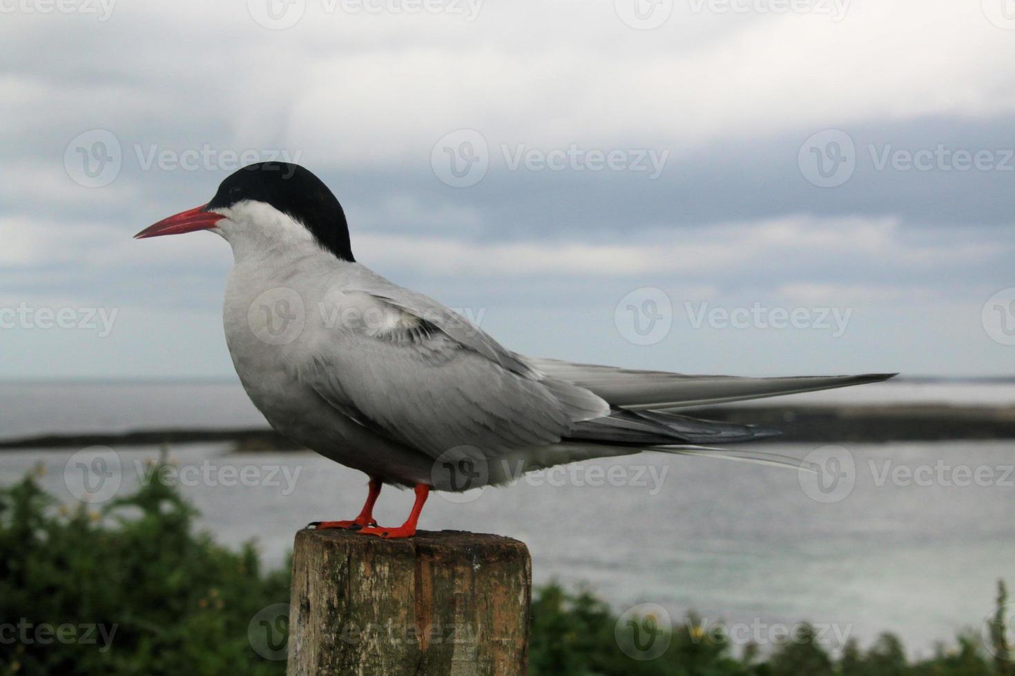 un primo piano di una sterna artica sulle isole farne foto