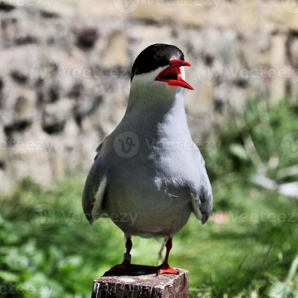 un primo piano di una sterna artica sulle isole farne foto