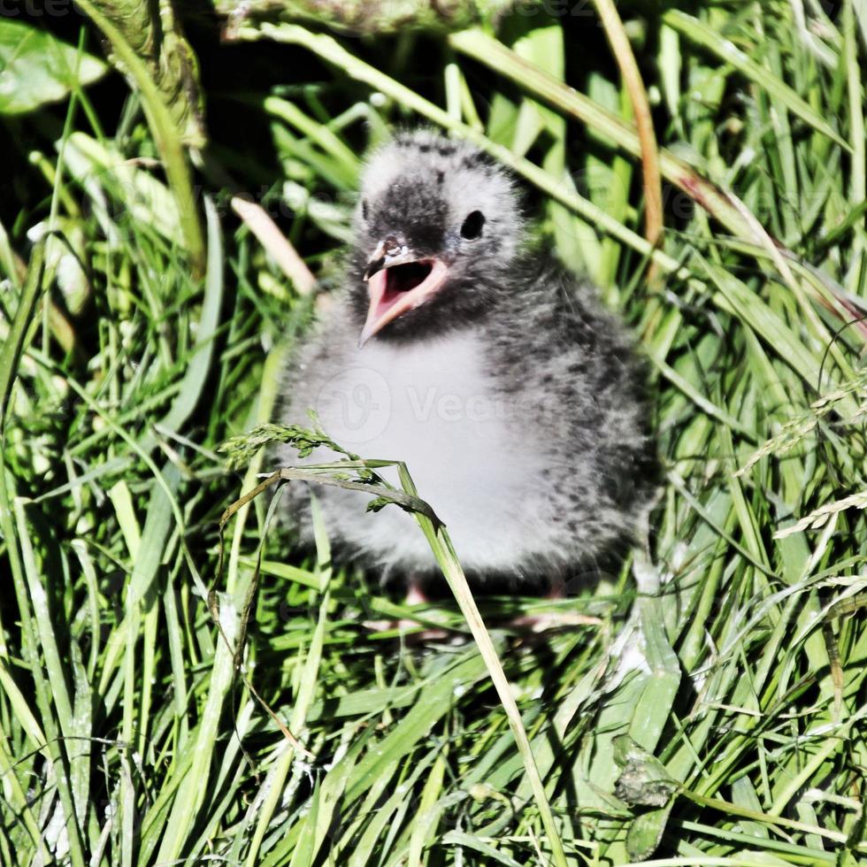 un primo piano di una sterna artica sulle isole farne foto