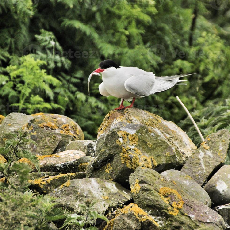 un primo piano di una sterna artica sulle isole farne foto