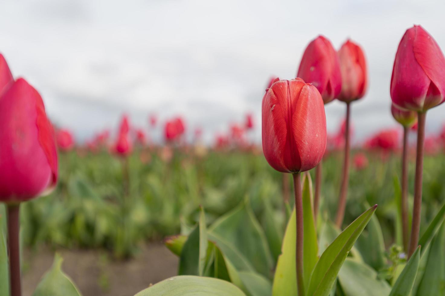 tulipani che fioriscono in un campo all'inizio della primavera in una giornata nuvolosa foto