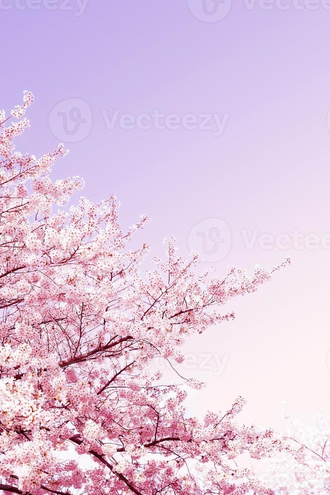 bellissimo fiore di ciliegio primaverile, fiore di sakura con uno splendido sfondo naturale foto