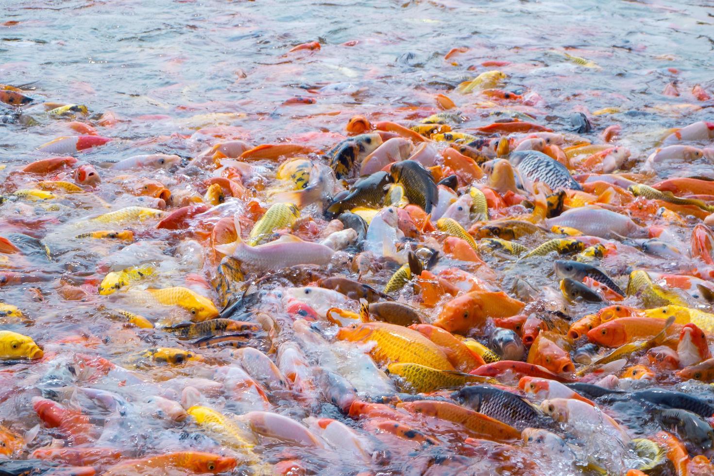 pesci tilapia e koi o pesci carpa fantasiosi che nuotano in attesa di cibo nello stagno. foto