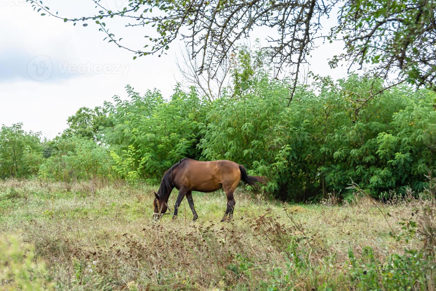bellissimo stallone selvaggio cavallo marrone sul prato fiorito estivo foto
