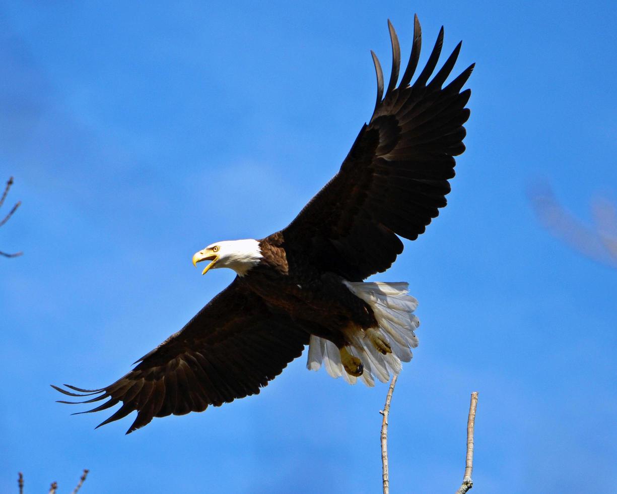 aquila calva che prende il volo foto