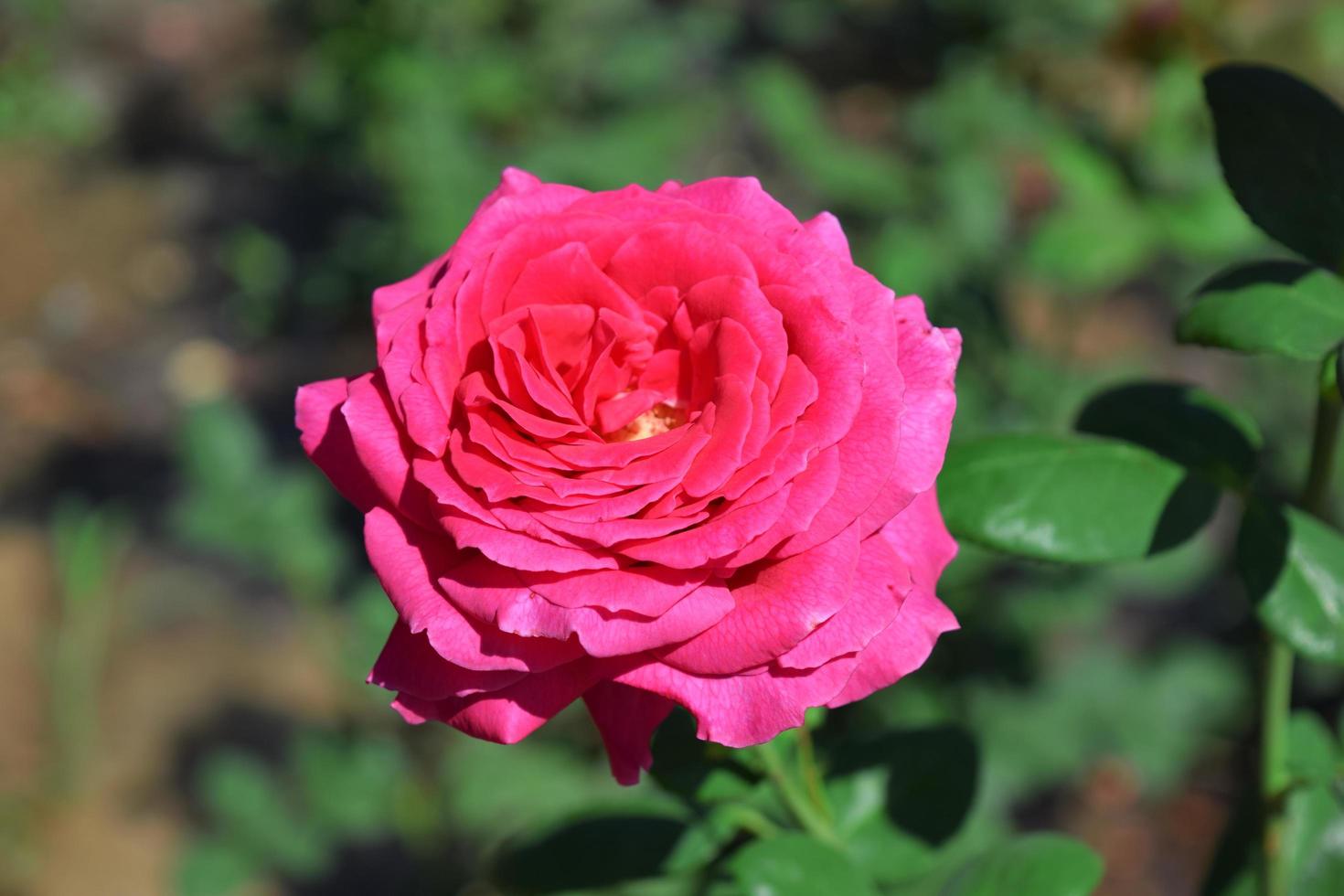 belle, scarlatte e rosse, grandi rose in fiore in un'aiuola foto