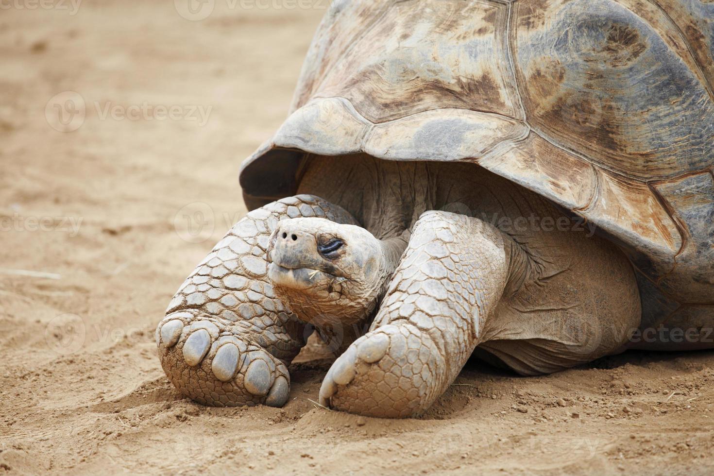 tartaruga delle seychelles foto