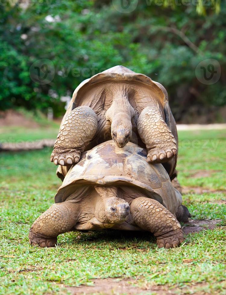 due grandi tartarughe delle Seychelles che si simpatizzano. mauritius foto