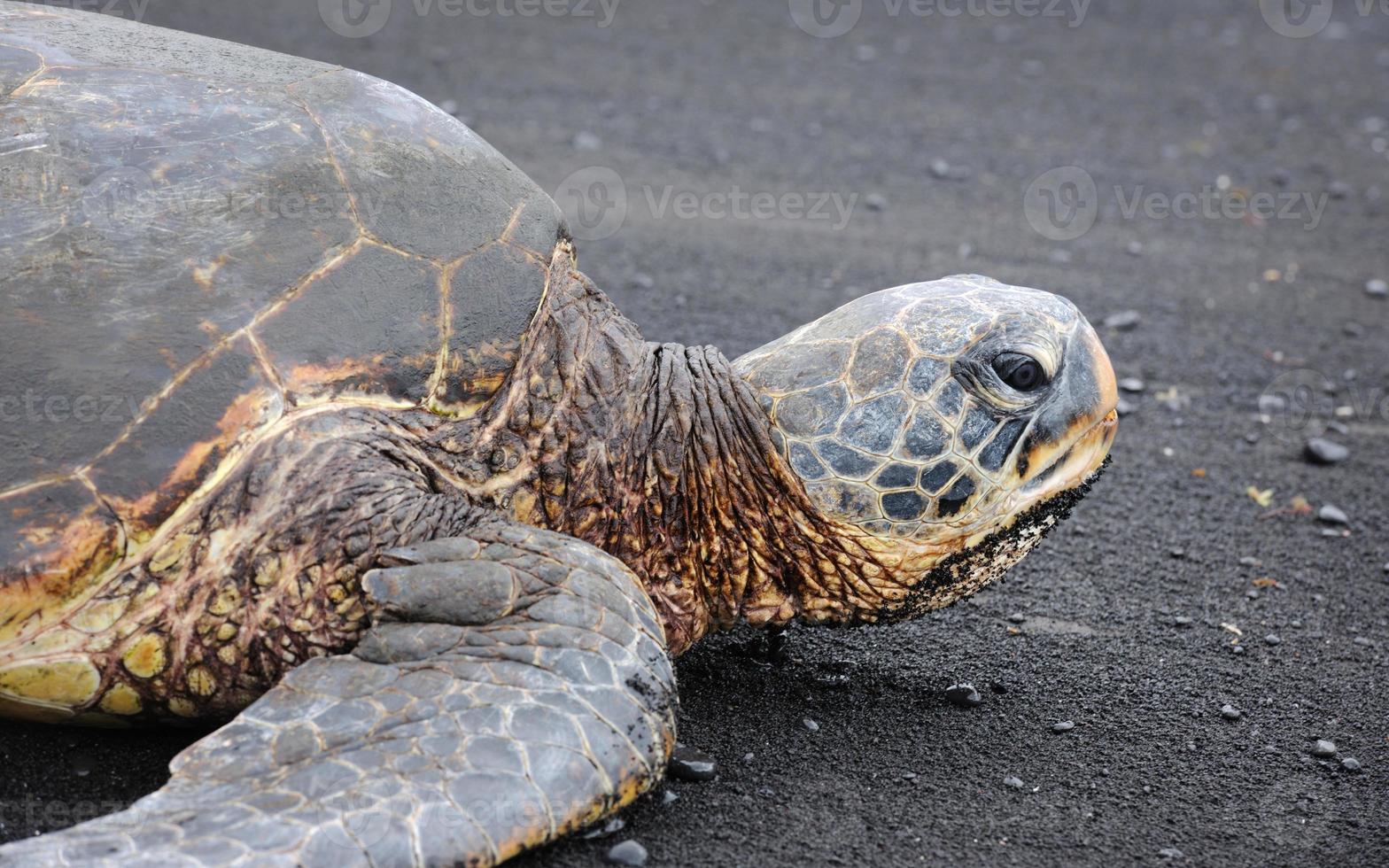 tartaruga verde in via di estinzione in fauna selvatica, hawaii (xxxl) foto