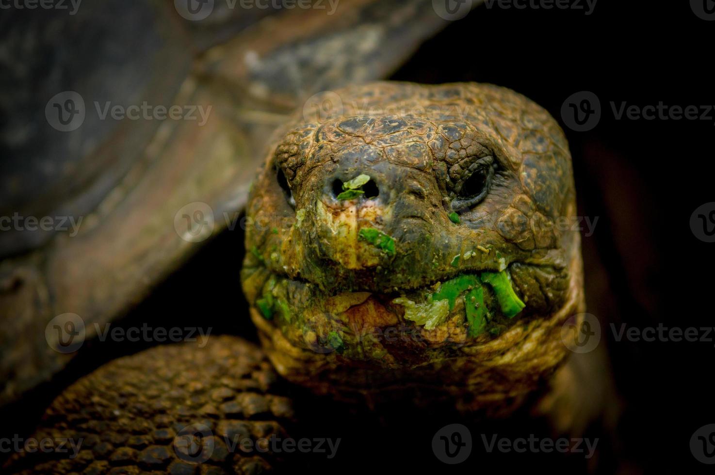 tartaruga delle Galapagos nell'isola di floreana foto