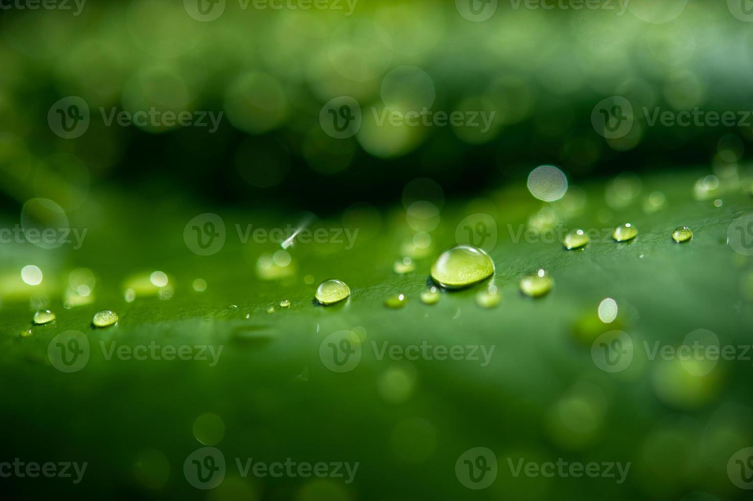 le gocce di rugiada sulle foglie non sono verdi foto