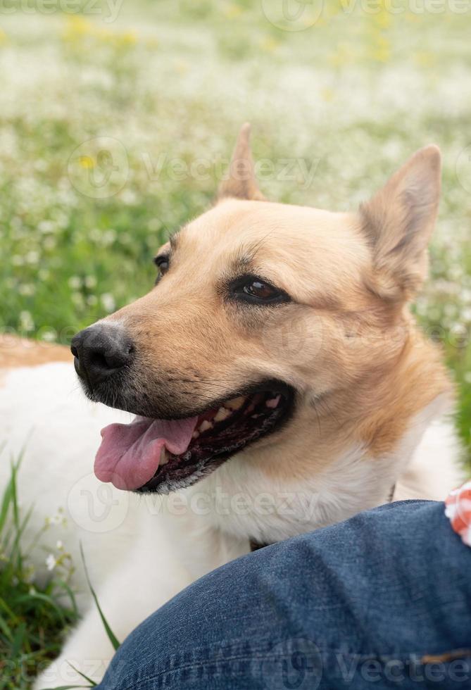 l'uomo felice gioca con il cane da pastore di razza mista su erba verde foto