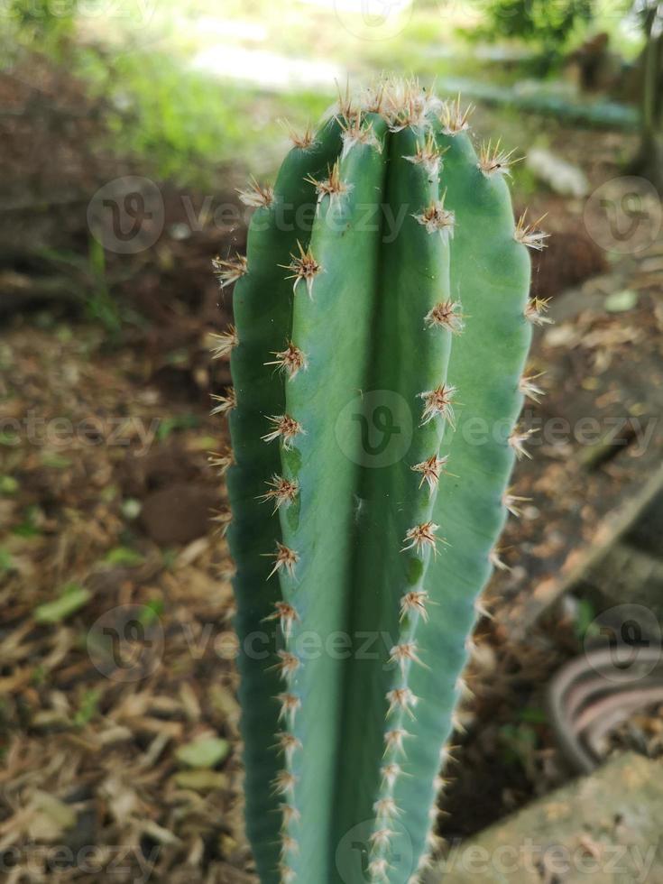 cereus peruvianus, il tronco verde dell'albero del cactus del castello delle fate ha punte acuminate intorno alla fioritura foto