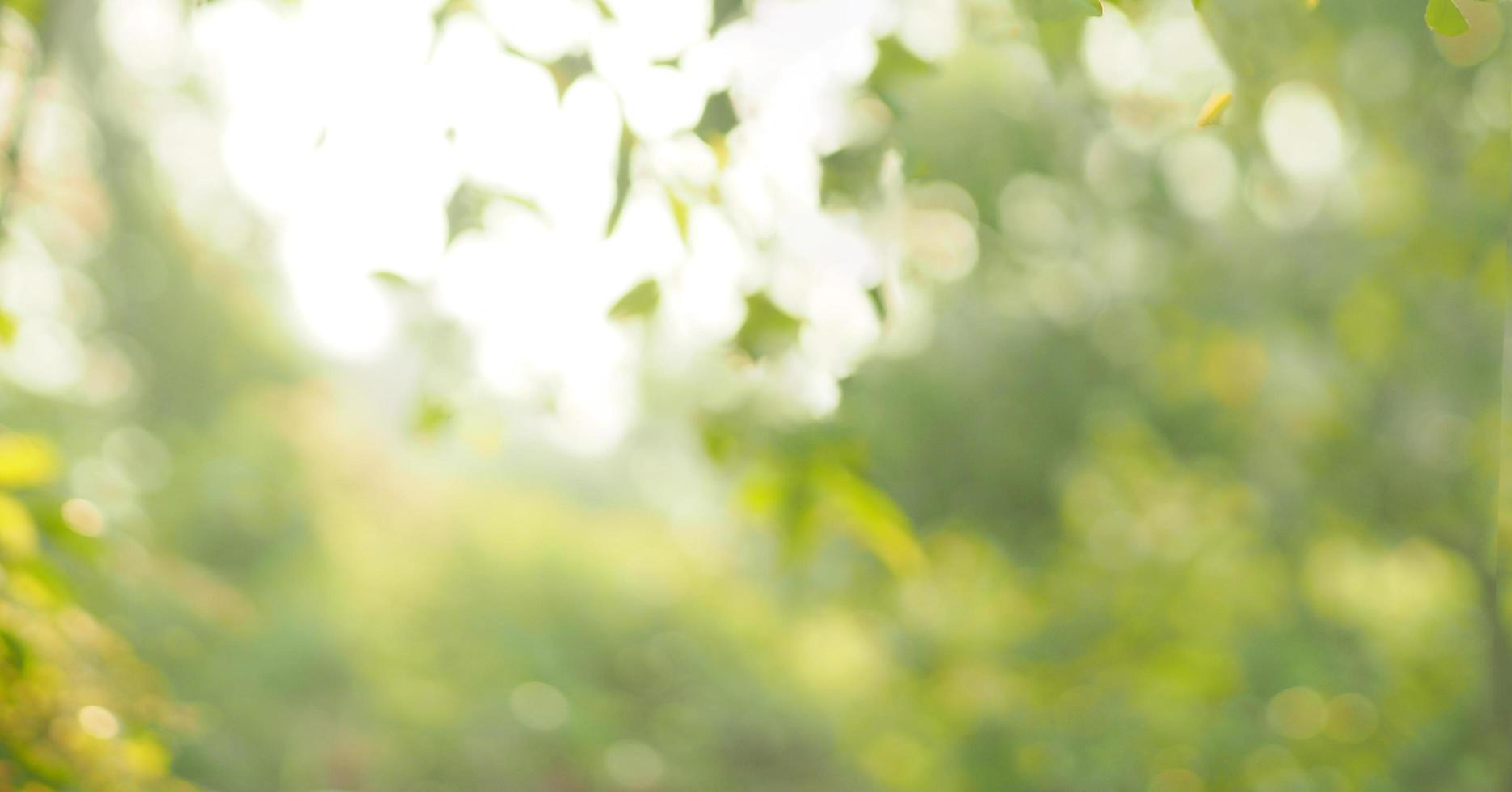sfocato di foglia verde in giardino in estate sotto la luce del sole. paesaggio di piante verdi naturali utilizzando come sfondo o sfondo, bokeh sole foto