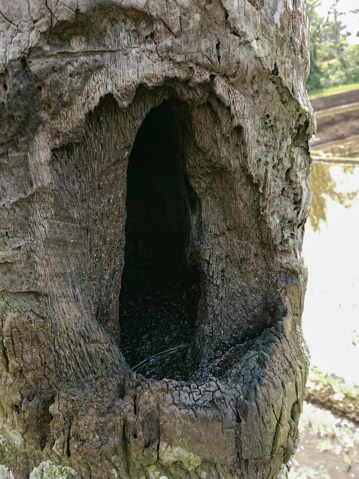 nido di pipistrello nell'albero di cocco foto