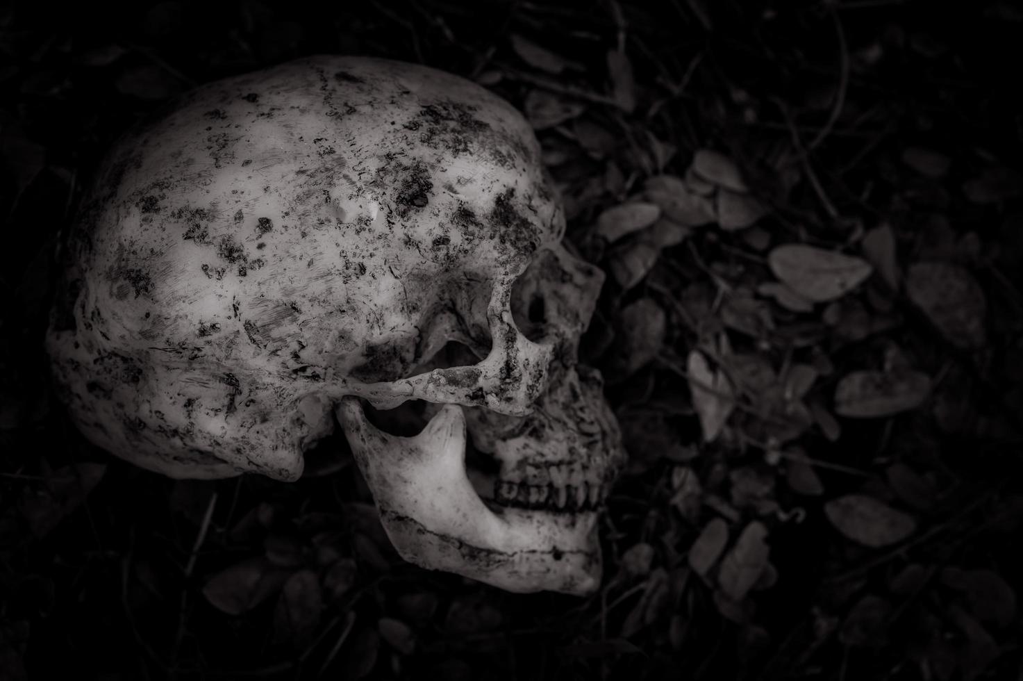 natura morta di teschio umano che morì per lungo tempo fu sepolto nel terreno foto