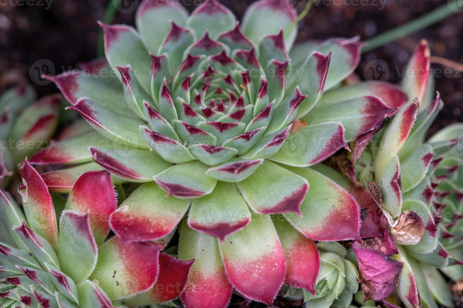 un bel fiore di un semprevivo comune foto