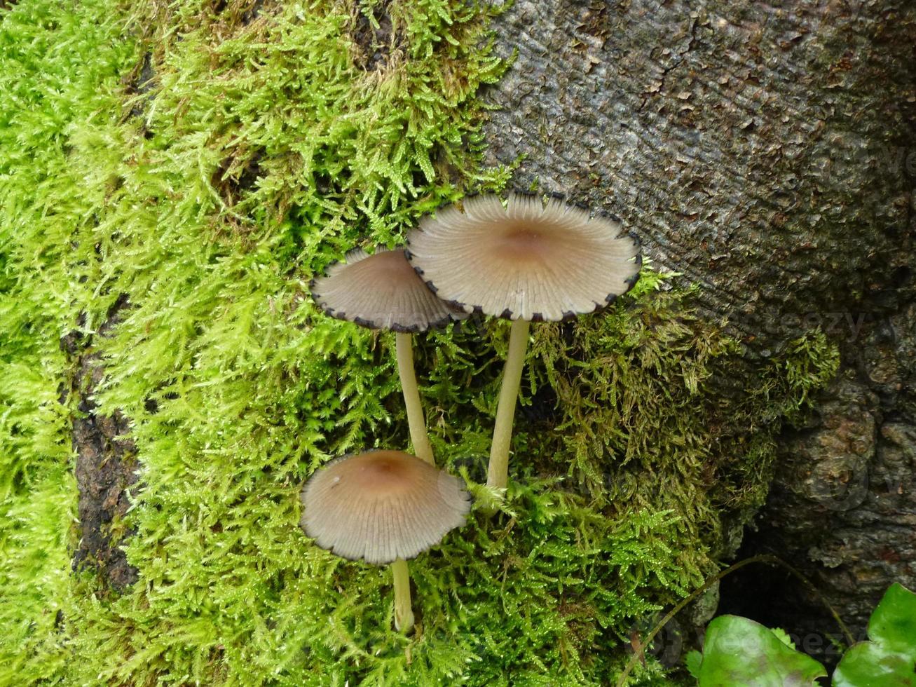 bellissimi funghi in autunno, velenosi foto