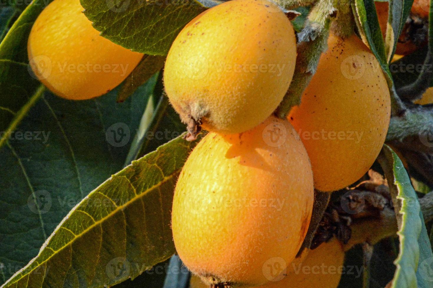 primo piano di un'arancia organica matura appesa a un albero sotto la luce del sole foto